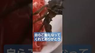 【！？】カニさん、自ら熱湯の中にダイブしてしまう#shorts#おすすめ#TikTok