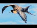 Magnificent Frigatebird (The Elegant Thief from Above)