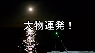 【にょろ閲覧注意】真冬でも超簡単に釣れて、美味しい魚！？磯で夜釣り編