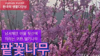 팥꽃나무_바닷가 산지에 자생하는 관상자원@biodiversity_Korea