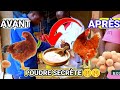 AUGMENTER LA PONTE DE VOS POULES AVEC LE BICARBONATE DE SODIUM