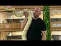 What is a VPI Snowglow Boa? #shorts #snakes #reptiles