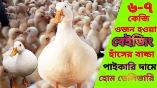 ৬-৭ কেজি ওজন হয় বেইজিং বা বেলজিয়াম 01566026237 বাচ্চা সংগ্রহ করতে যোগাযোগ করুন।#বেইজিং #বেলজিয়াম