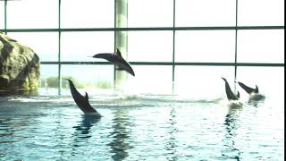 Dolphin Jump