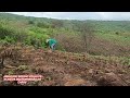 choveu na minha roÇa plantei milho feijÃo e fava hoje 01 02 25