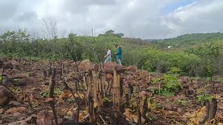 CHOVEU NA MINHA ROÇA PLANTEI MILHO, FEIJÃO E FAVA HOJE 01/02/25