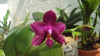 Phal. Joey x Samera blue