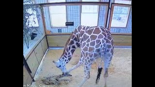 #AnnabelleTheGiraffe Gives Birth to Healthy Baby Calf at Texas Safari Ranch!