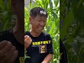 內蒙老丈人在南方菜園子里摘菜 搞笑日常 南北差异