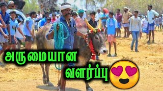 அருமையான வளர்ப்பு இதுபோல் வாழ கொடுத்து வச்சிருக்கனும் / AK CREATION