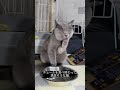 チュールを食べ終わった猫を見るだけの動画