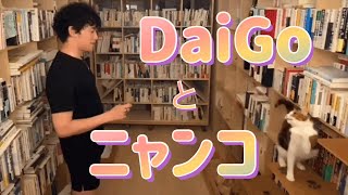 【DaiGo切り抜き】DaiGoの1番大事な予定は、ニャンコと過ごす時間。3匹の保護猫と過ごす癒しの遊び時間。【メンタリストDaiGo】【猫】