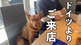 This is a Podenco dog that came all the way from Germany.