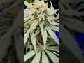 Jack Herer / Green House Seeds strain