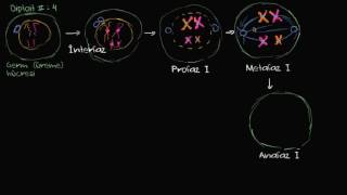Mayoz Bölünmenin Evreleri, 1. Bölüm: Mayoz-1 (Biyoloji / Hücreler)
