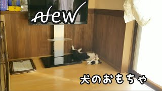 おもちゃで遊ぶ犬／持ってこい遊び