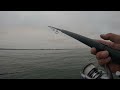 Catching White Sea bass aboard the Black Pearl out of Virgs Landing. On the Hookup Baits.