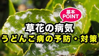 うどんこ病予防と対策 草花の病気