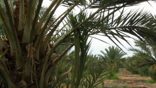 Medjool Date Palms