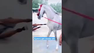 Құлату деп осыны айт #жылқы #ат #лошади #horse #  خًيْل #- حِصان, # حصان #مَخْصِي