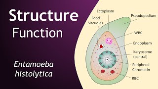 Entamoeba histolytica | Structure and Function | Parasitology | Basic Science Series