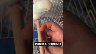 Muhabbet kuşu ısırma sorunu #muhabbetkuşu #fyp #budgie