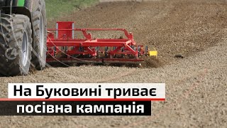 Скільки зерна уже посіяли буковинські аграрії? | С4