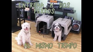 Entrenar dos perros al mismo tiempo