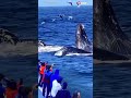 Wow, it's amazing to see three big whales appearing at the same time #shorts #whale #trending