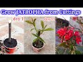 Grow Jatropha Plant from Cuttings / Jatropha Flower plants grow n care