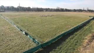 Sheep move in not-so-mysterious ways | Science News