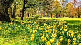 Daffodils by William Wordsworth