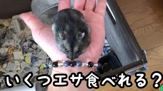 ハムスターの頬袋の限界に挑む