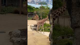 悉尼动物园 三只长颈鹿一台戏🦒Taronga Zoo Sydney