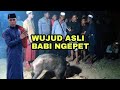 🔴WUJUD ASLI BABI NGEPET