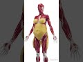 Understanding Subcutaneous Fat: Male vs. Female   #anatomy