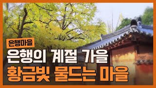 [귀농추천지역] 살기놓은 황금빛 은행마을 │ 귀농귀촌 로컬라이프