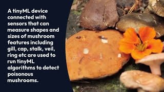 Mushroom Classification Using Deep Learning #tinyml #lowcodeplatform #cAInvas