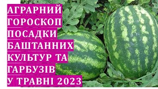 Аграрний гороскоп посадки кабачків, кавунів, динь, гарбузів в травні 2023 року