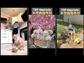 Cute Cats 🐈‍⬛ Funny Cat Videos 🙀 #cathouse Ep 7614