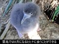 オオミズナギドリ 2