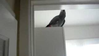 POPKA, my african grey, parrot, hay tutak, kiekeboe