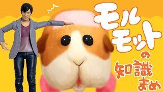 【PUI PUI】モルモットの知識まめ【檀黎斗】