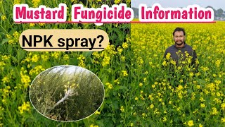 ਸਰ੍ਹੋਂ ਦੀ ਫਸਲ ਤੇ ਫੰਗੀਸਾਈਡ  mustard crop fungicide and npk