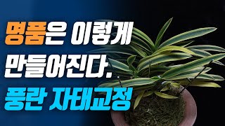 풍란 자태교정 '열중쉬어, 차렷' Orchid postural correction