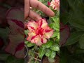 adenium varieties❤️ visit www.homelyfeelgardens.com for orders🌿