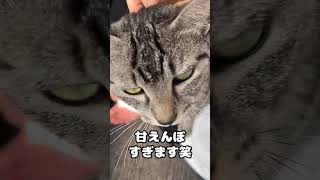 飼い主が拒絶しても甘えてくる猫 #shorts #猫 #cat