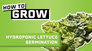 How To Germinate Lettuce Seeds for Hydroponics