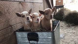 【動物】よちよち歩きの子ヤギたち【かわいい】 Collection of Baby Goat