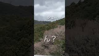 ゆらゆら～長さ日本一‼️#三島スカイウォーク※わんこと静岡旅